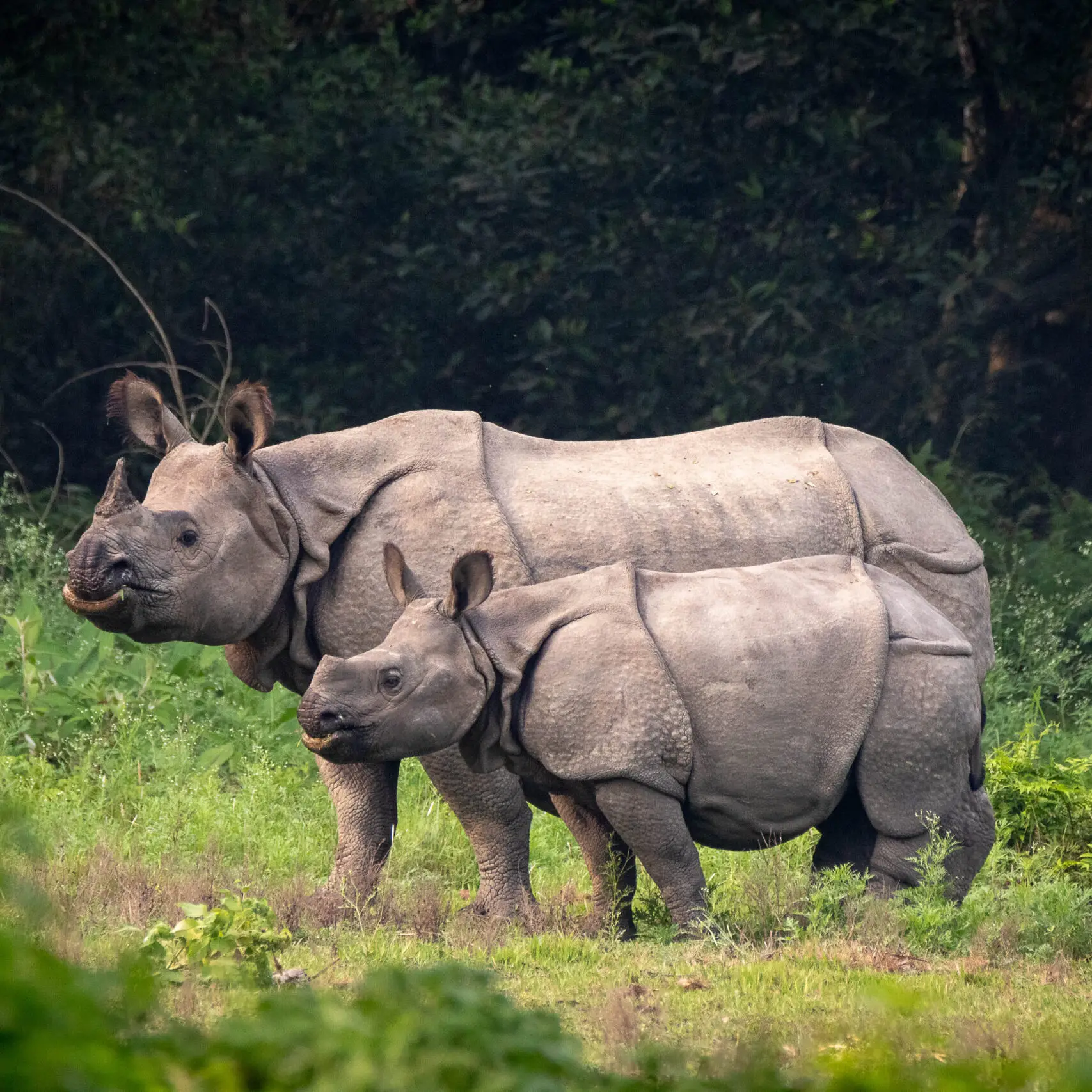 Greater one-horned rhinoceros at Chitwan