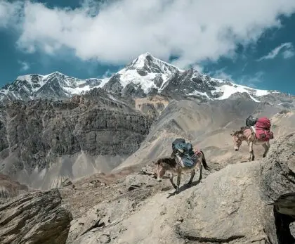 two donkeys walking on rock mountain carrying bags under cloudy sky