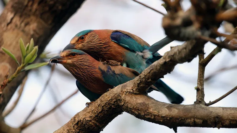 Bird Watching Tours-one