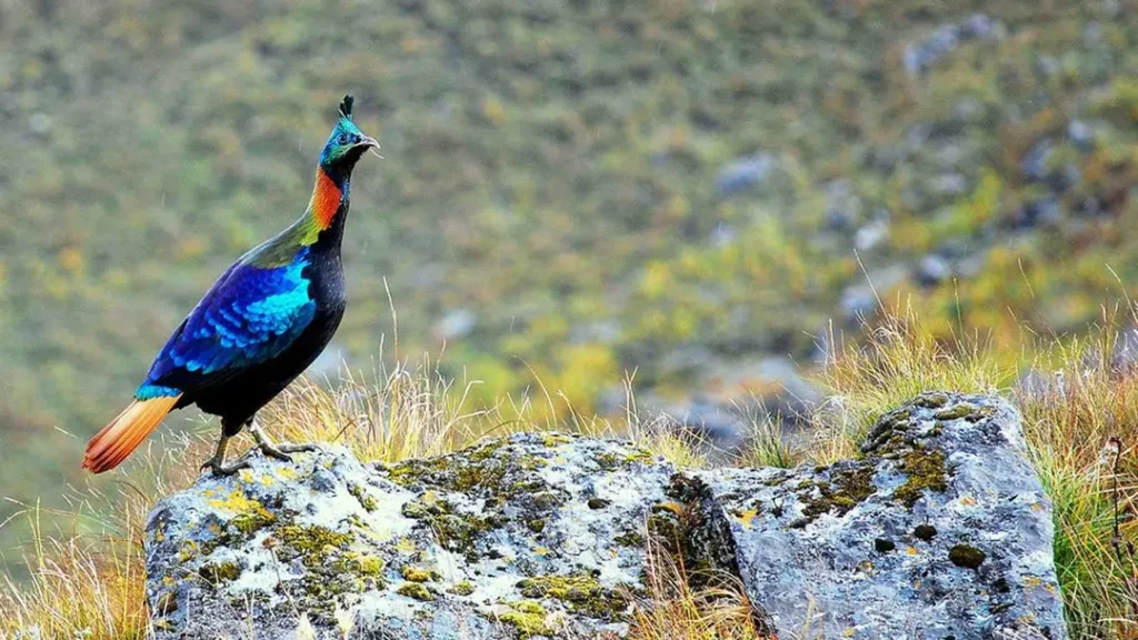 Bird Watching Tours