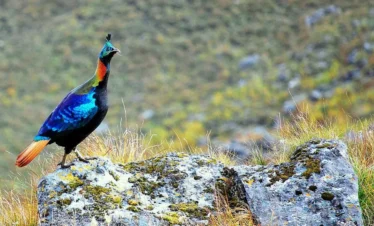 Bird Watching Tours